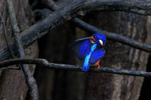 Синеухий зимородок