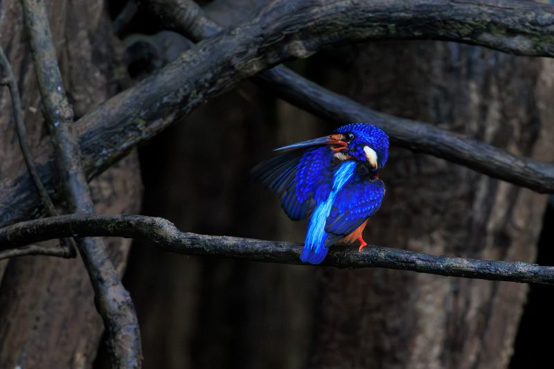 птицы, фотоохота, зимородок, борнео Синеухий зимородок фото превью