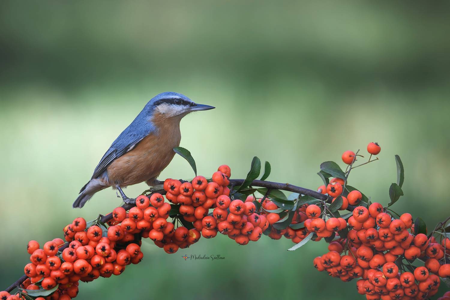 фотоохота, птица, поползень, зима, птицы, Медведева Светлана