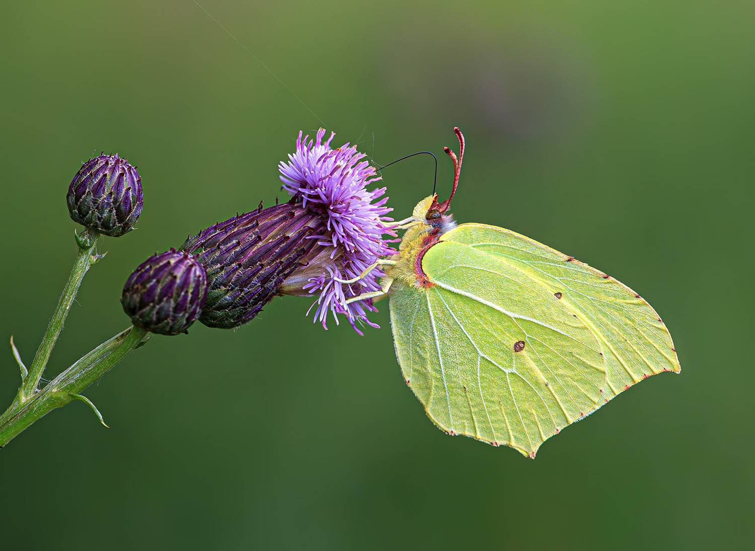 насекомые, бабочка, белянка, лимонница, лето, июль, Борис Новиков