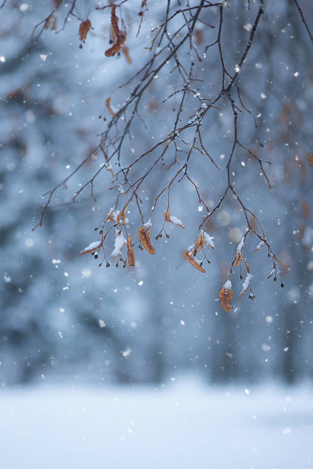 зима, снег, метель, мануальный объектив, Обидина Мария