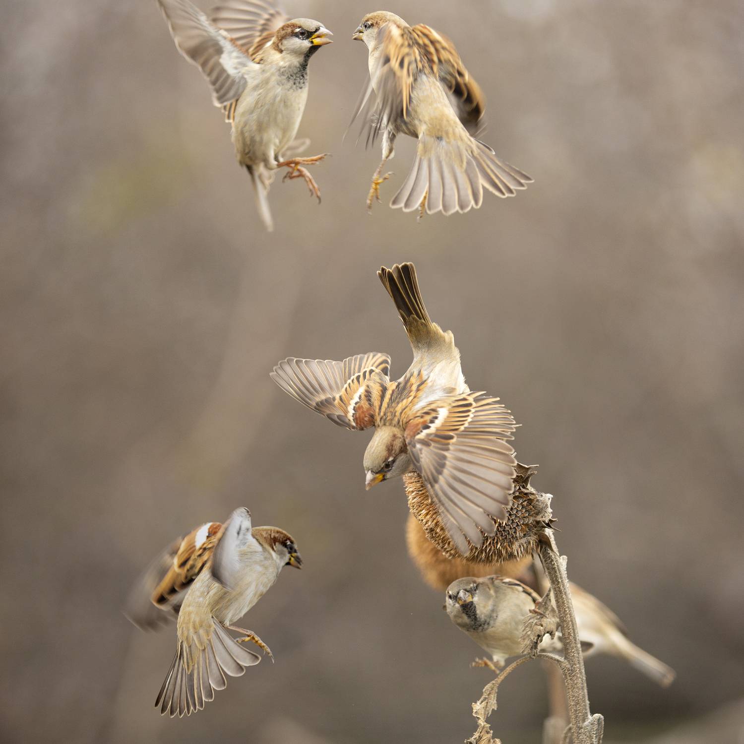 природа, Валерий Черняк