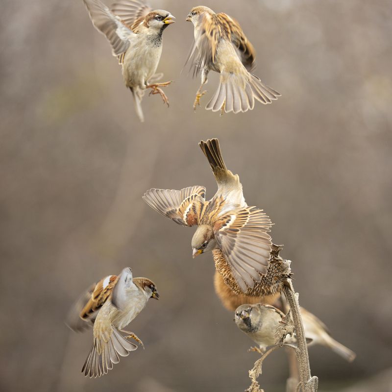 природа Кушать хотят все фото превью