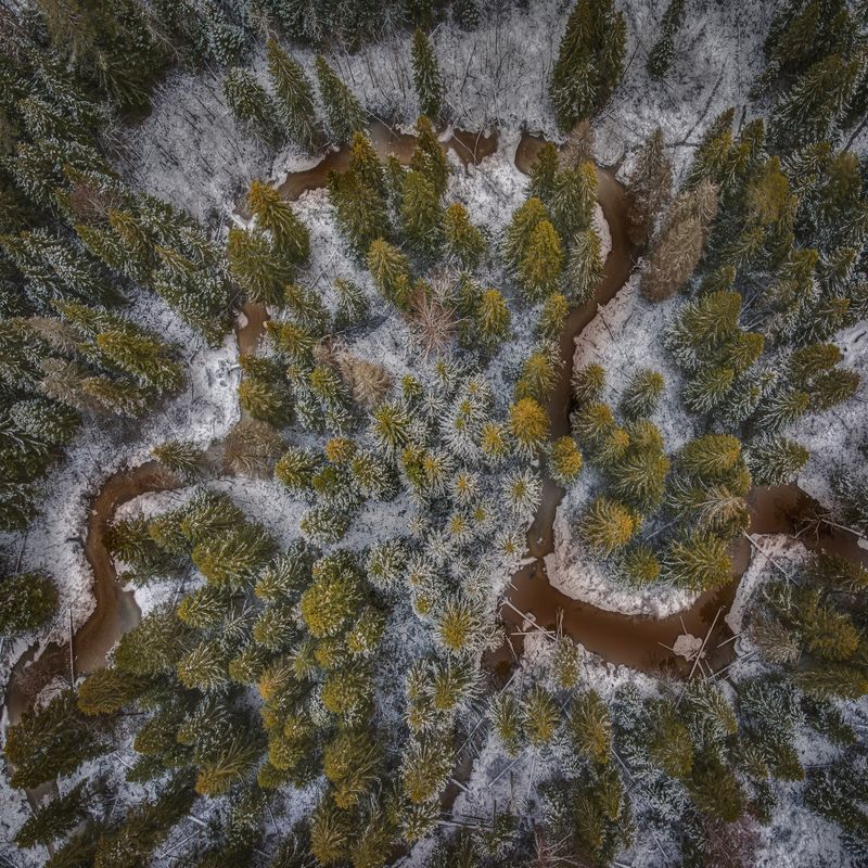 Лесная змейка. Река Мелша фото превью