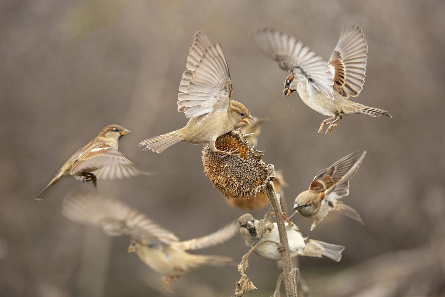 природа, Валерий Черняк