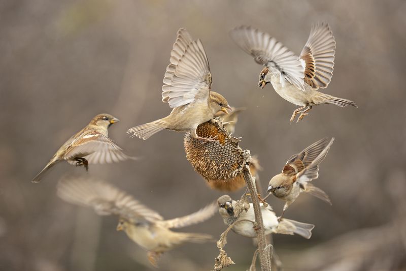 природа *** фото превью