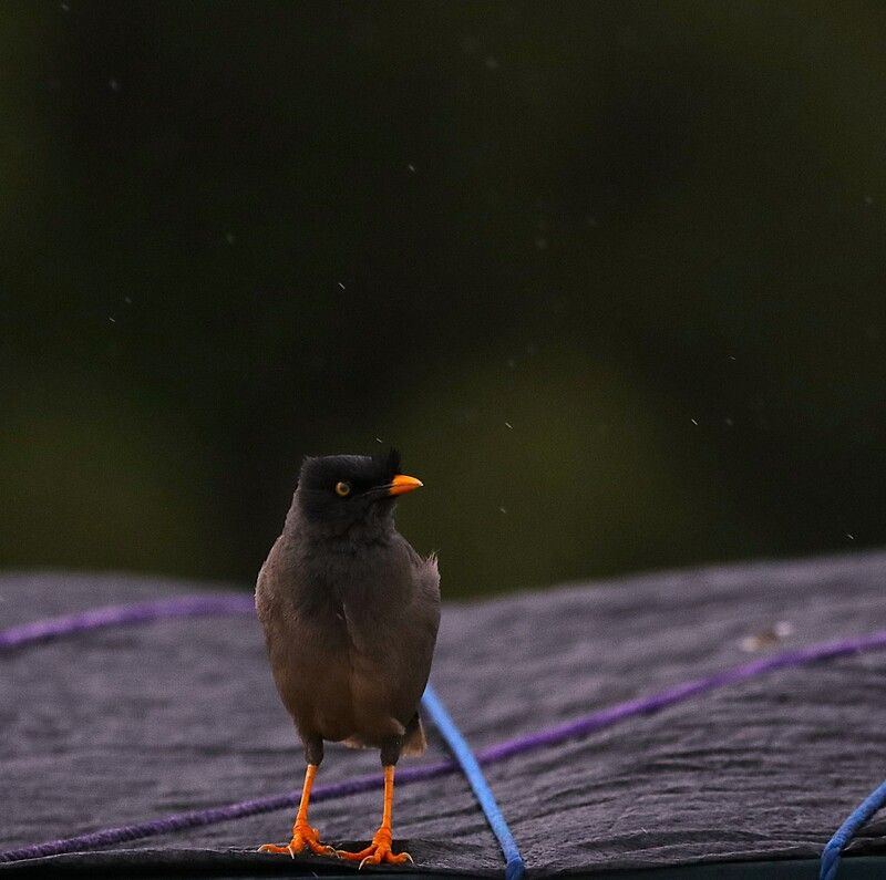 Waiting фото превью