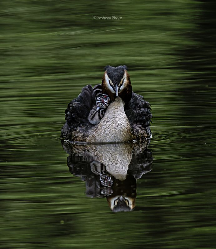 Чомга, птица, Большая поганка, птенец Мать и дитя фото превью