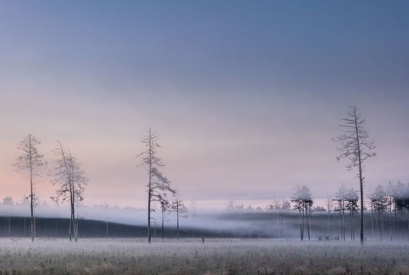 Туманное утро фото превью