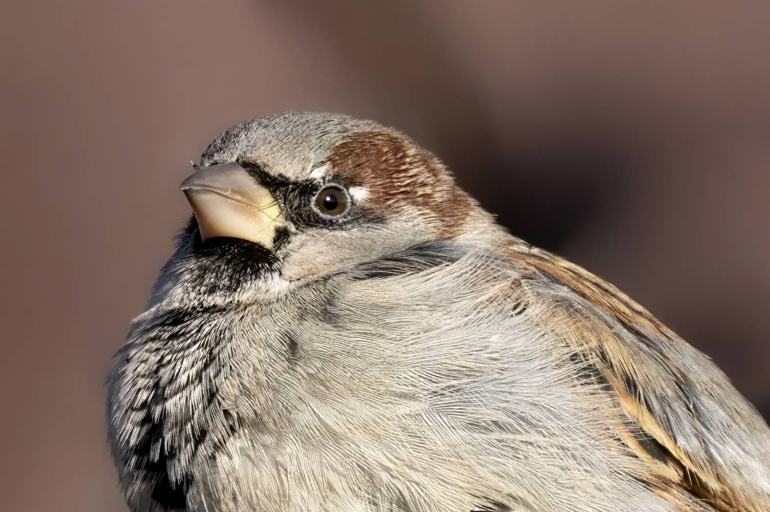 воробей, птица, природа, Abdalova Tatiana