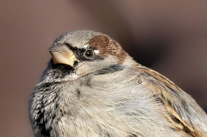 воробей, птица, природа Мистер Воробей фото превью