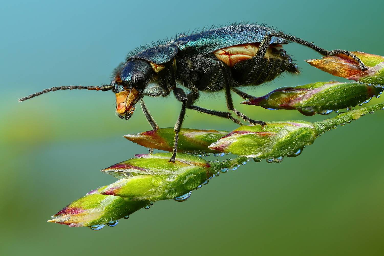 макро, природа, животное, растение, цвет, фото, зеленый, жук, трава, Шаповалов Андрей