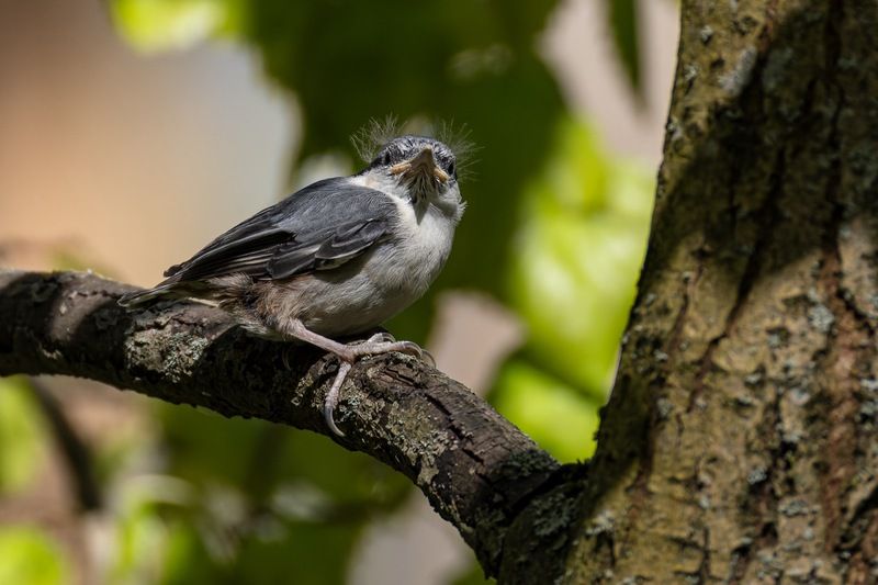 поползень, слеток, птенец, птицы Поползенок фото превью