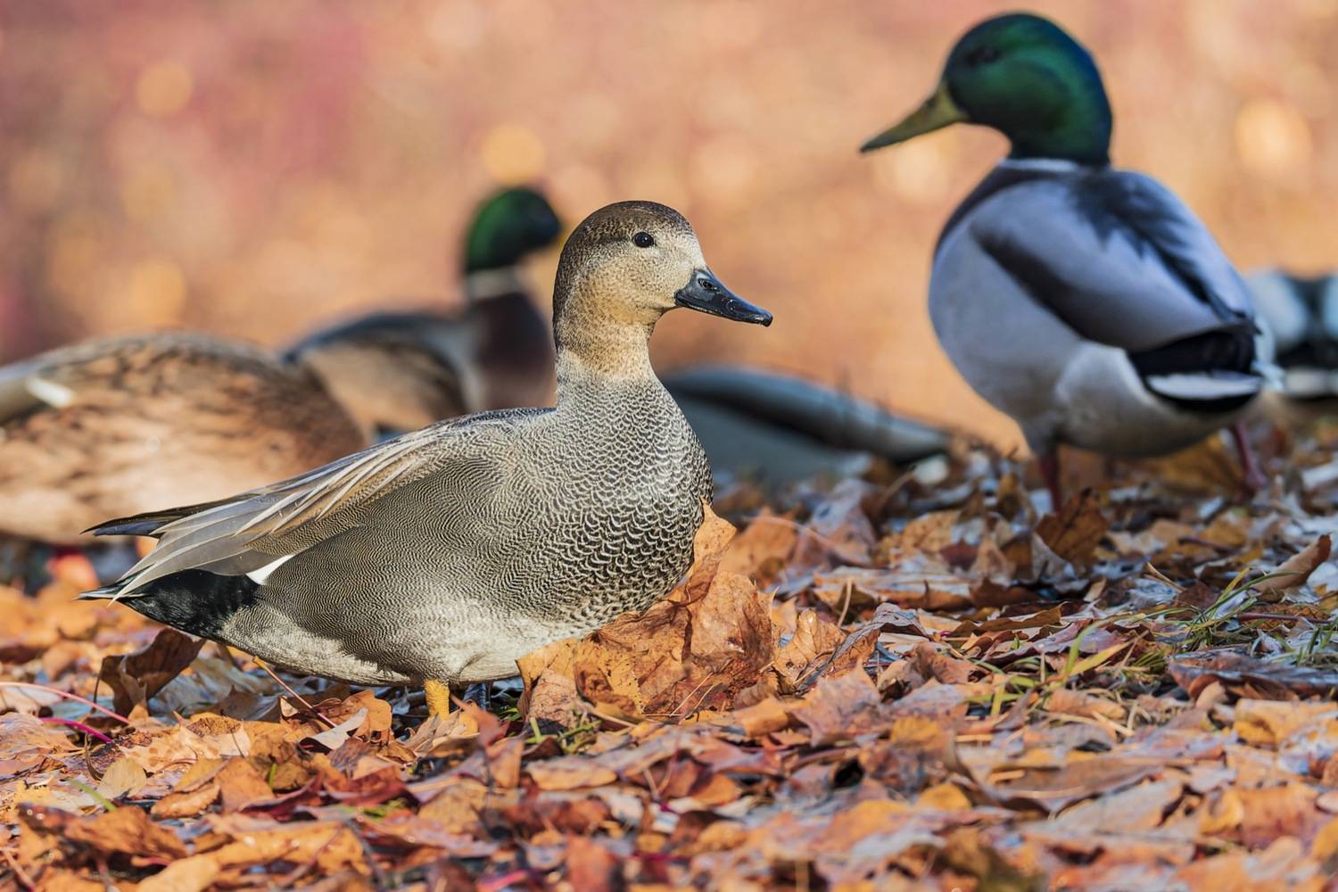 серая утка, утка, птицы, осень, Ruslan Pl