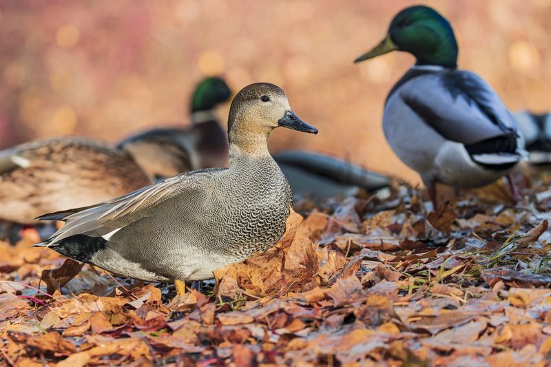 серая утка, утка, птицы, осень Серая утка фото превью
