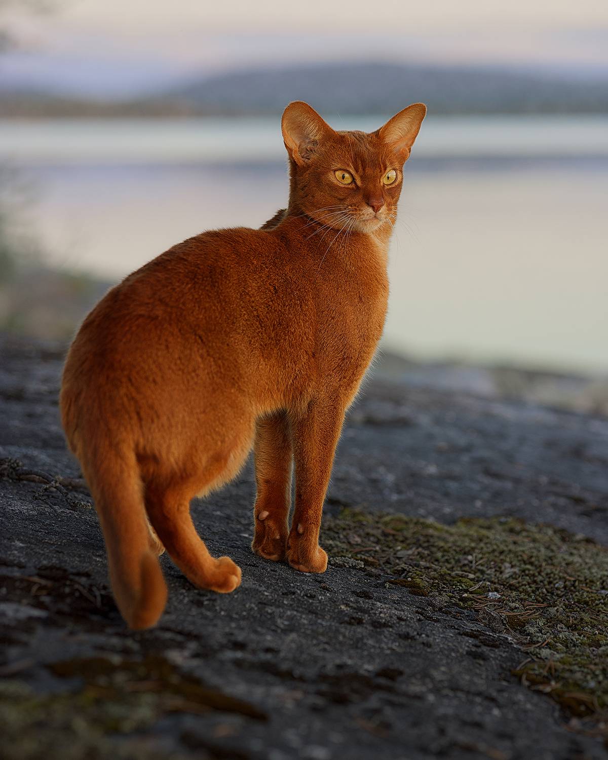 , Елена Михайлова