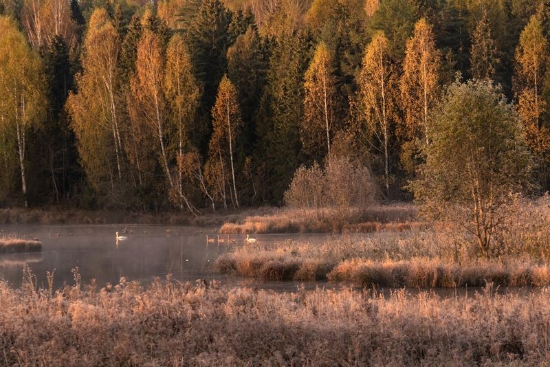 Лебеди фото превью