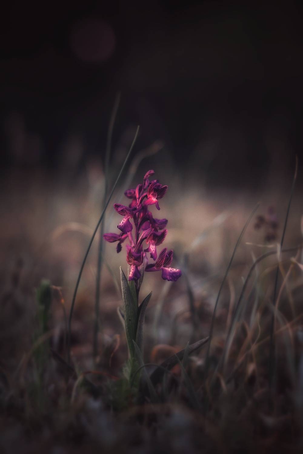 , Юлияна Стоянова