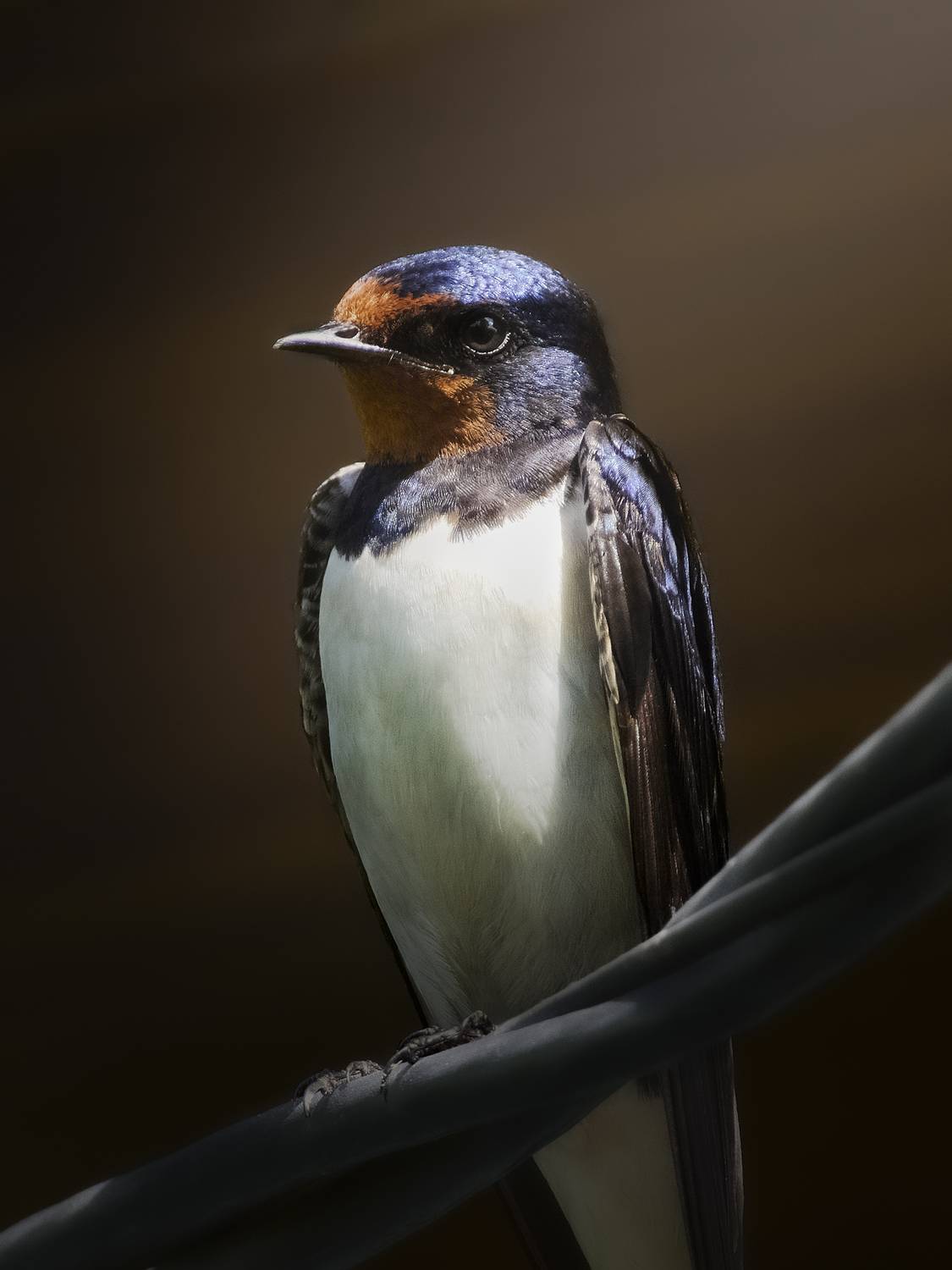 деревенская ласточка, Hirundo rustica, barn swallow, птица, дикая природа, полевые птицы, wildlife photography, birdwatching, птицы России, close-up bird, Полина Шальнева