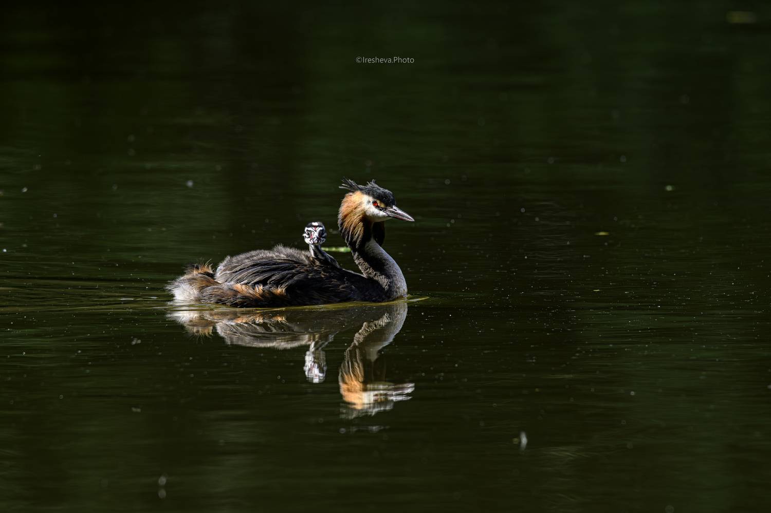 Чомга, птица,птенец, Ирешева Мария