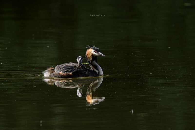 Чомга, птица,птенец На спинке фото превью