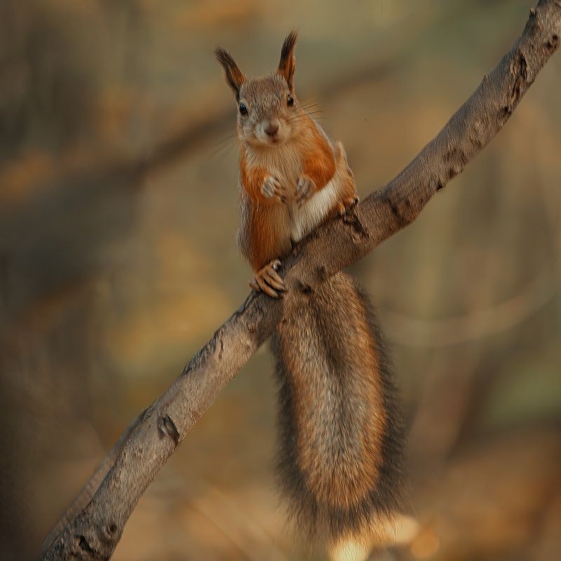 Белка.. фото превью