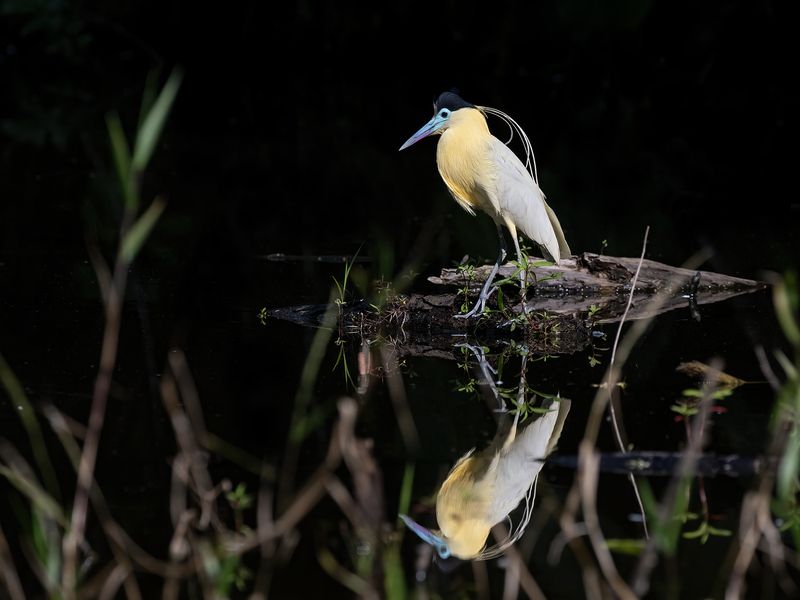 Capped Heron фото превью