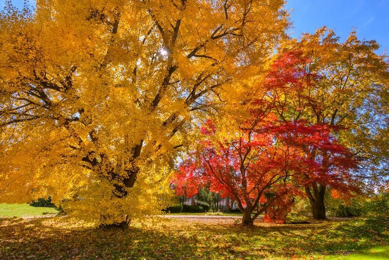 Gingko and Red Maple фото превью
