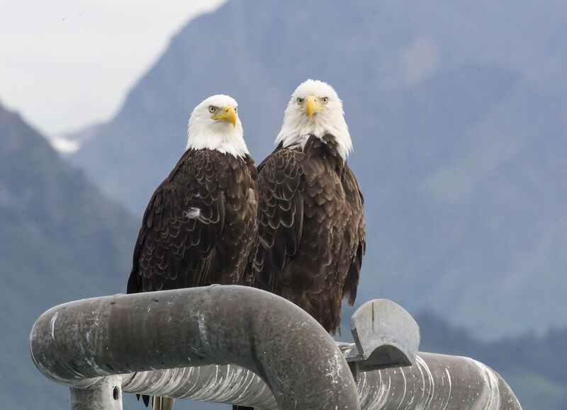 alaska  фото превью