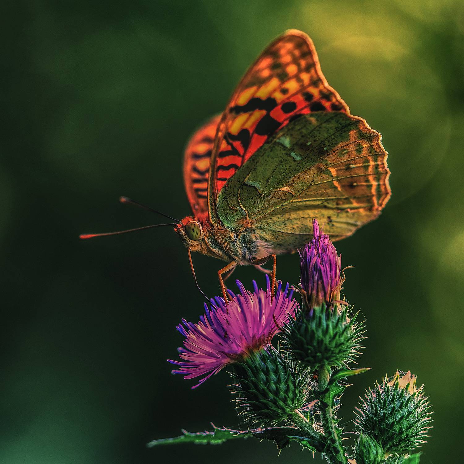 макро, бабочки, перламутровка, Рябов Игорь