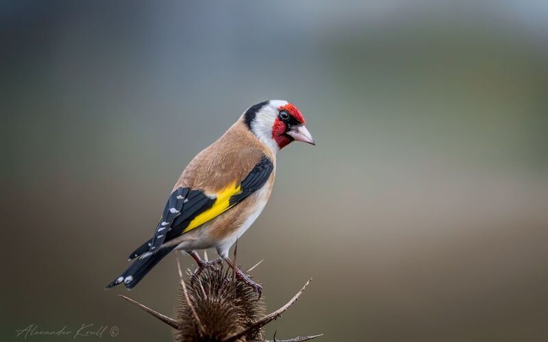 щегол, черноголовый щегол, обыкновенный щегол, carduelis carduelis Подозрительность фото превью