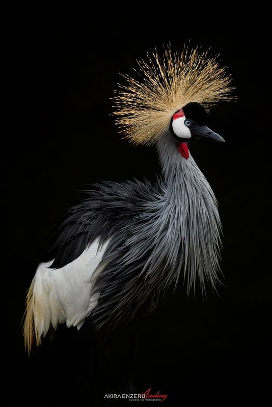 Crowned crane фото превью
