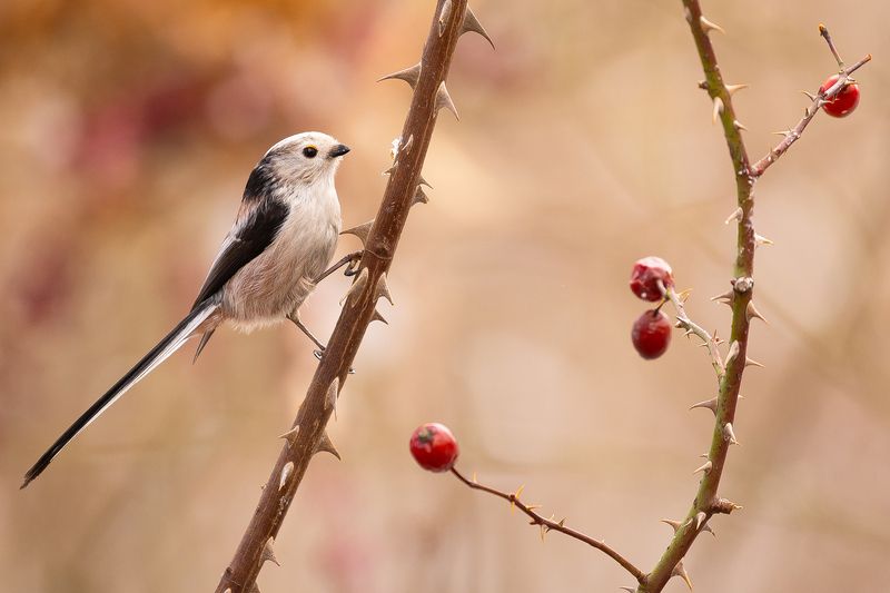 Long-tailed Ti фото превью
