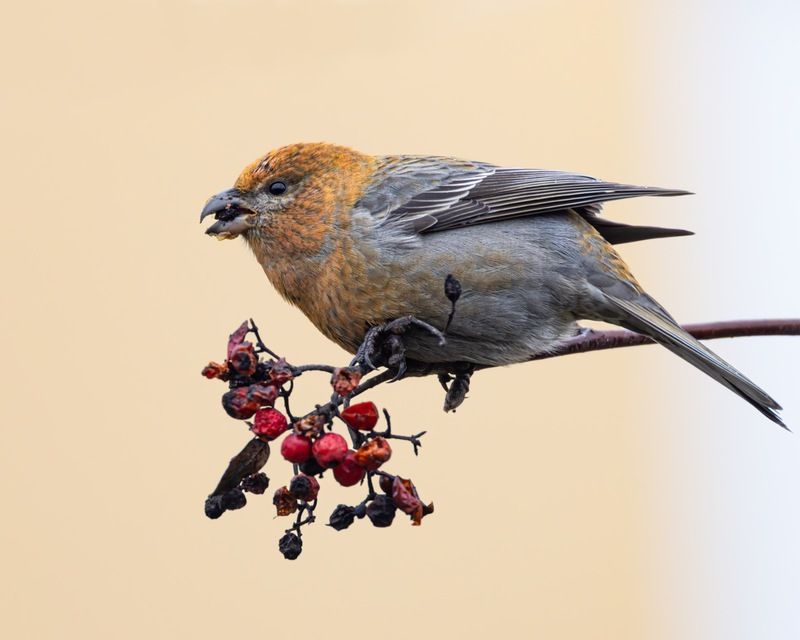 щур, птицы Щур фото превью