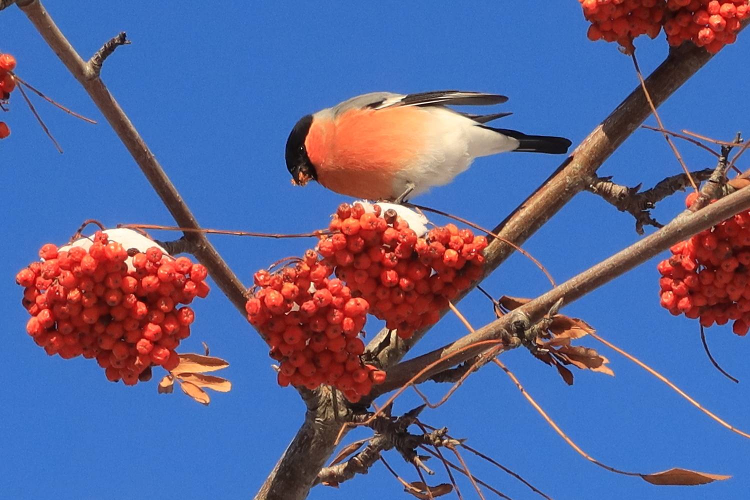 птицы,снегирь,рябина,гроздь, Козлова Галина