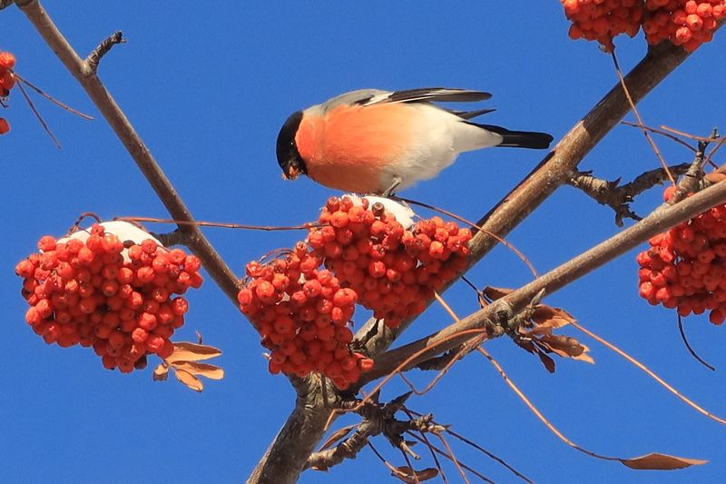 птицы,снегирь,рябина,гроздь Красный в декабре фото превью