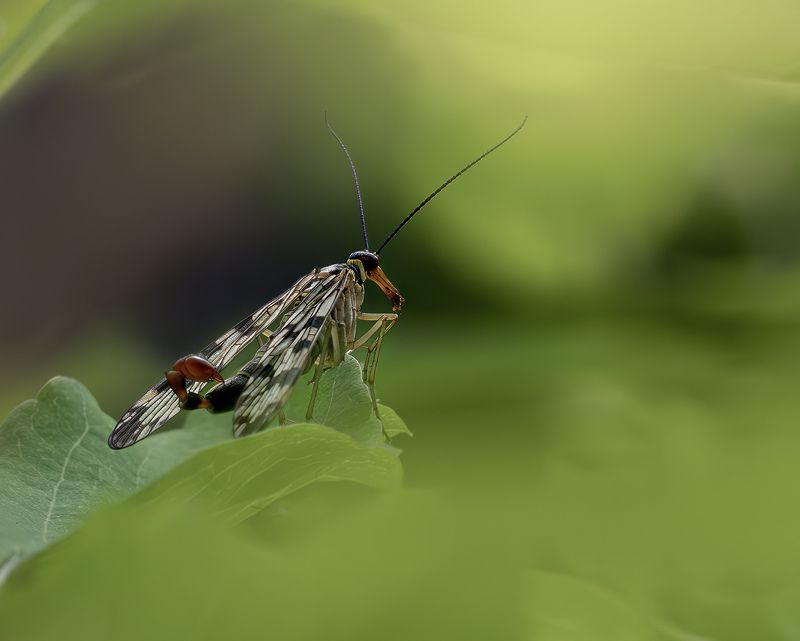 Мечтатель! фото превью