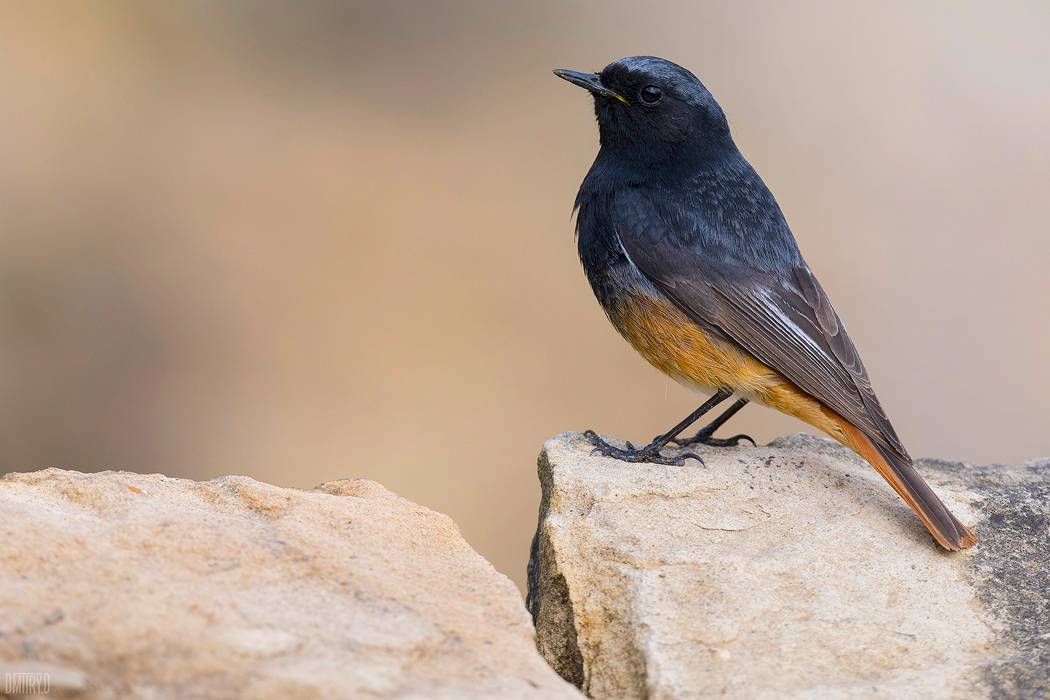 , Дмитрий Доронин