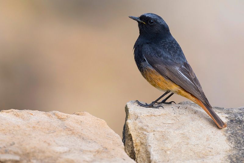 Горихвостка чернушка фото превью