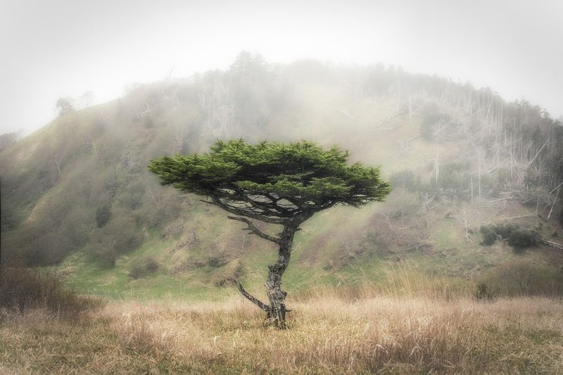 Бонсай в краю туманов. Остров Шикотан фото превью