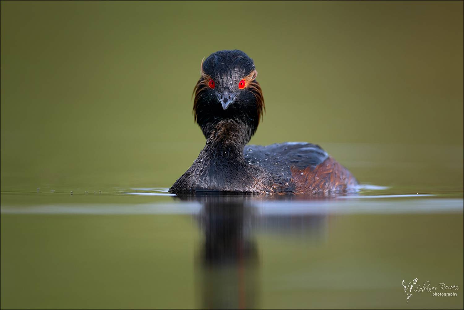 Черношейная поганка птицы Лобанов Пересвет, Лобанов Роман