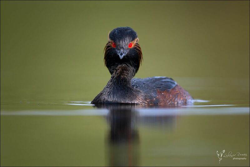 Красотка фото превью