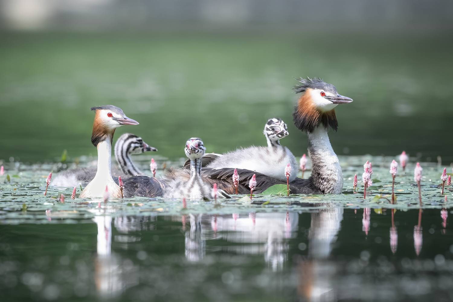 Птицы, чомга, большая поганка, фотоохота фото природы, вода, озеро, пруд, birdwatching, great crested grebe, семья, family, Михаил Ездаков