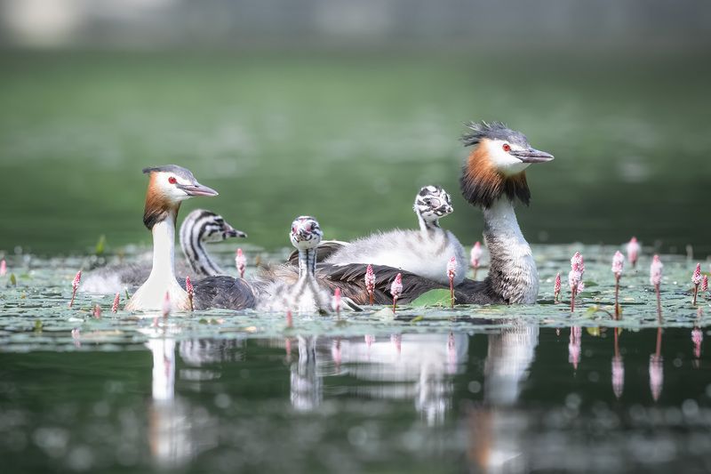 Птицы, чомга, большая поганка, фотоохота фото природы, вода, озеро, пруд, birdwatching, great crested grebe, семья, family Семейный портрет фото превью
