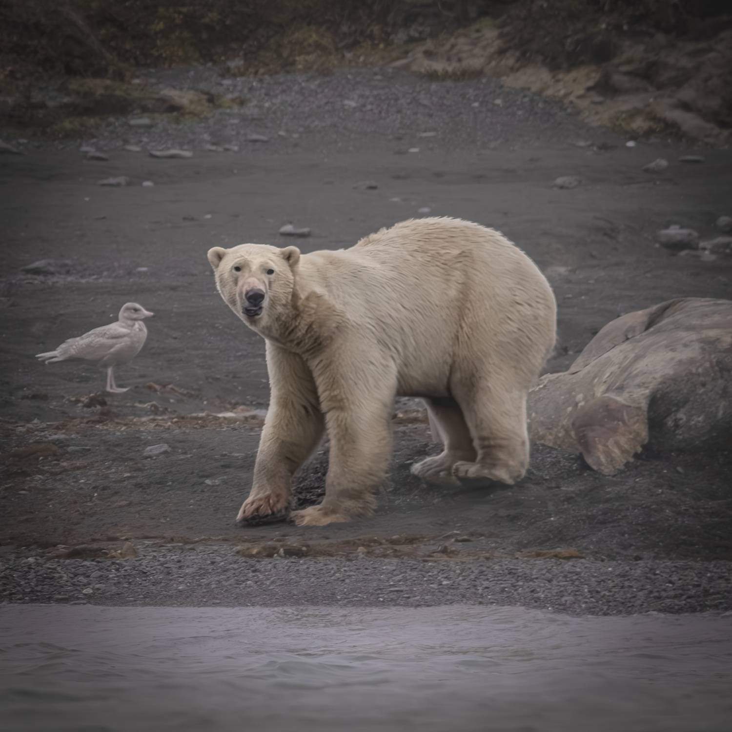 , Лаврентьев Александр