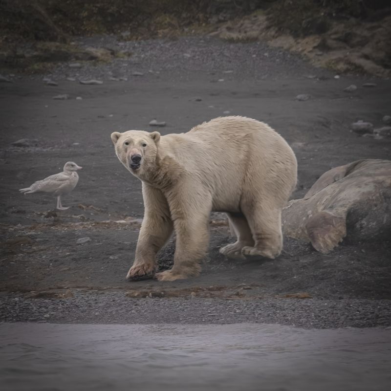 Хоть и белый, но косолапый...) фото превью