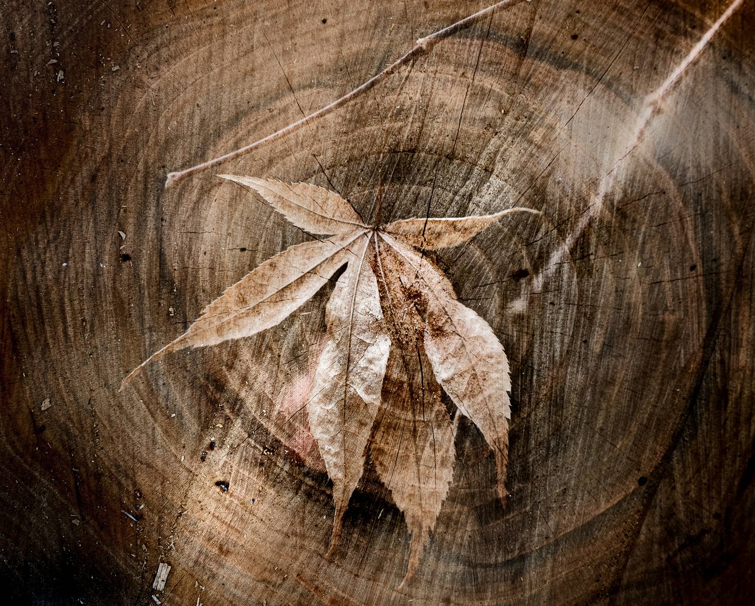 мультиэкспозиция, Неля Рачкова