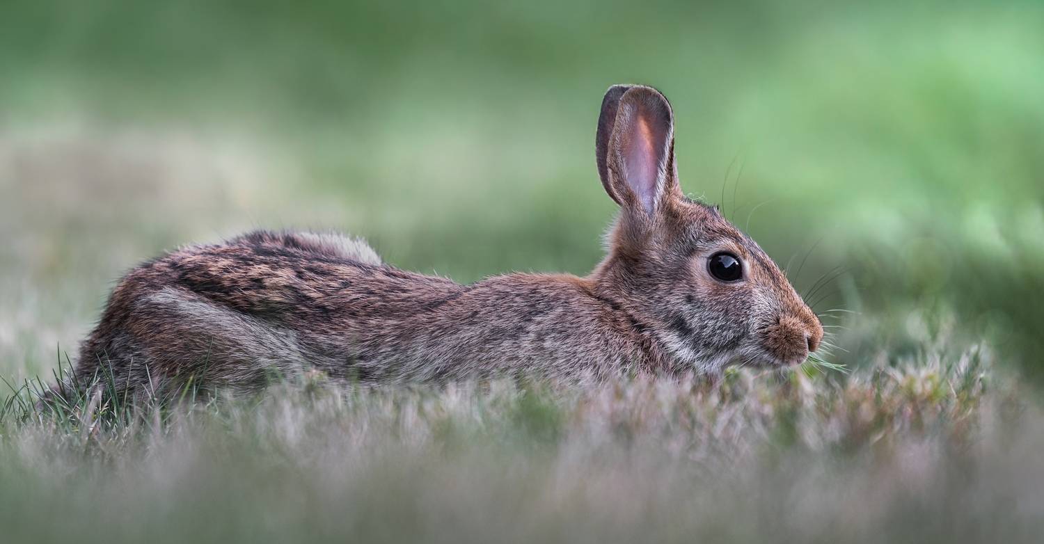 rabbit, bunny, animal, wild, nature, Atul Saluja