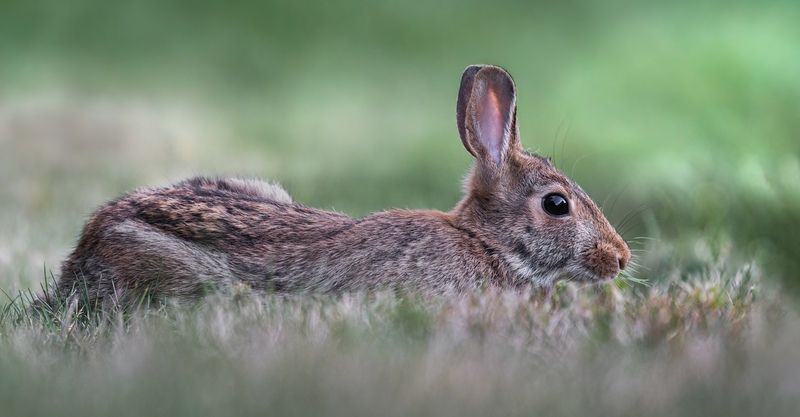 rabbit, bunny, animal, wild, nature Cradled фото превью