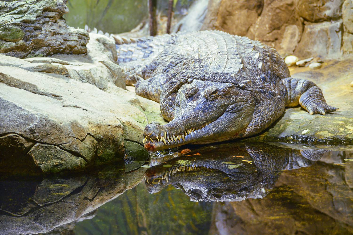 крокодил, гавиаловый крокодил, tomistoma schlegelii, КарОл
